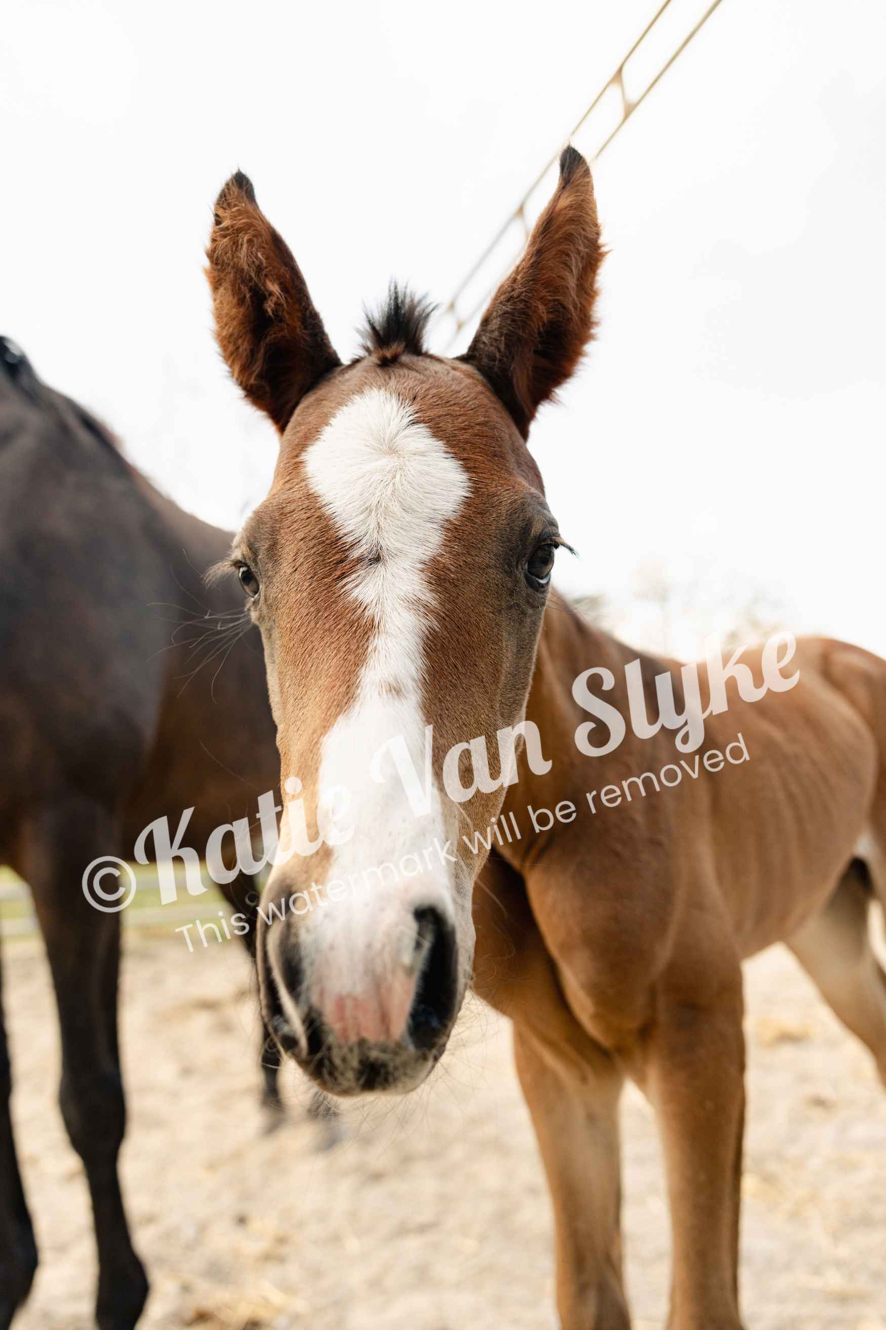Digital Downloads | Running Springs Farm by Katie Van Slyke