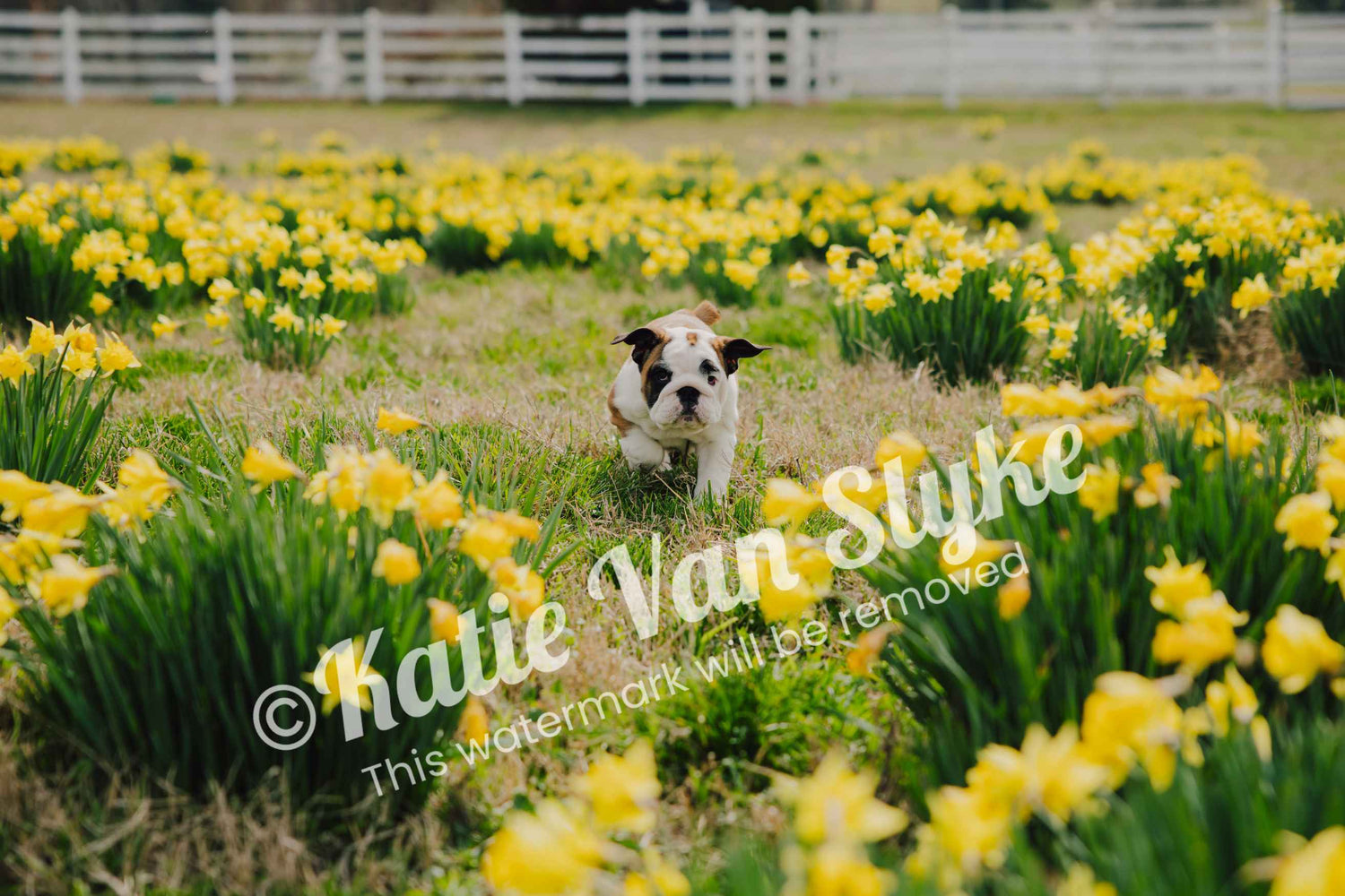 Frankie's Flowers Digital Download by Katie Van Slyke®