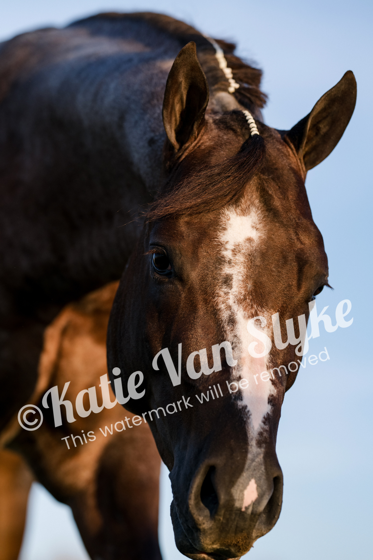 Denver's Face Digital Download by Katie Van Slyke®