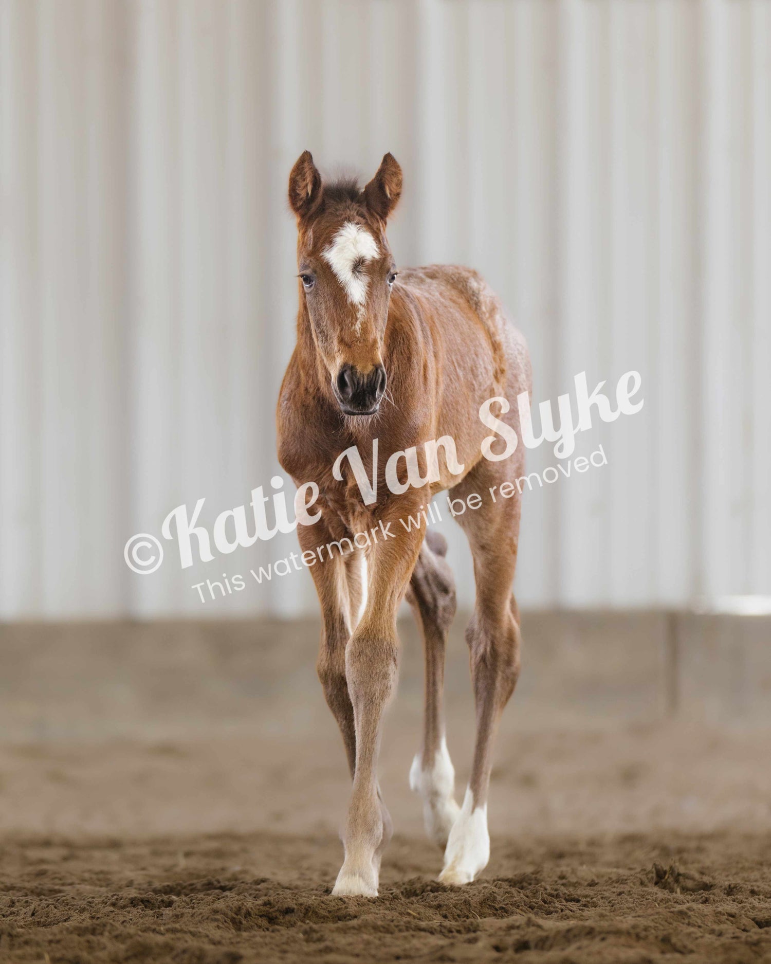 Long Legs Digital Download by Katie Van Slyke®