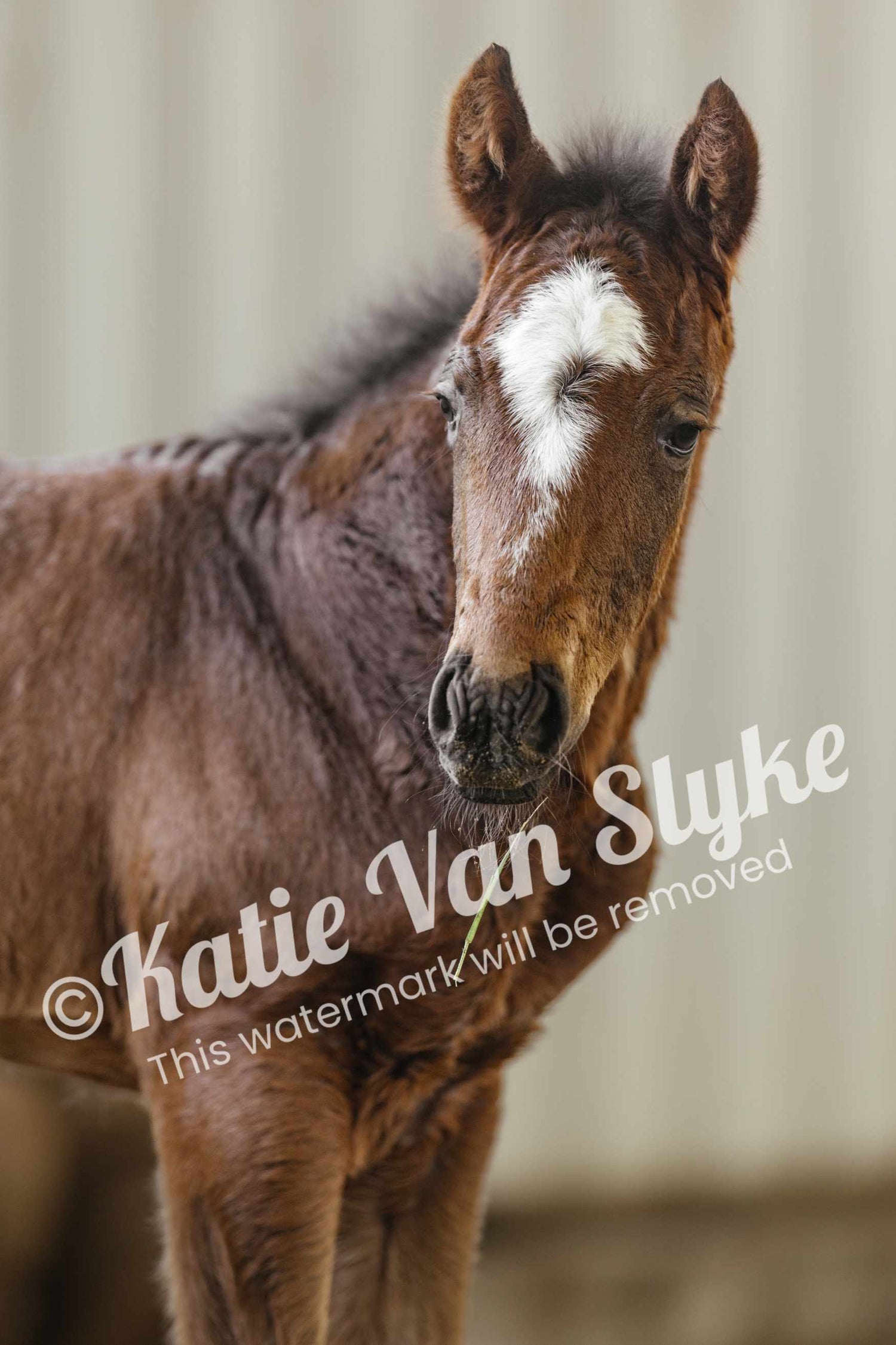 Moose Digital Download by Katie Van Slyke®