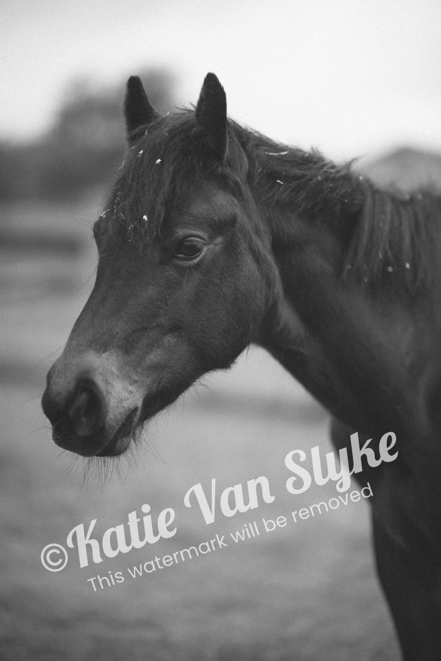 Remember Seven Digital Download by Katie Van Slyke