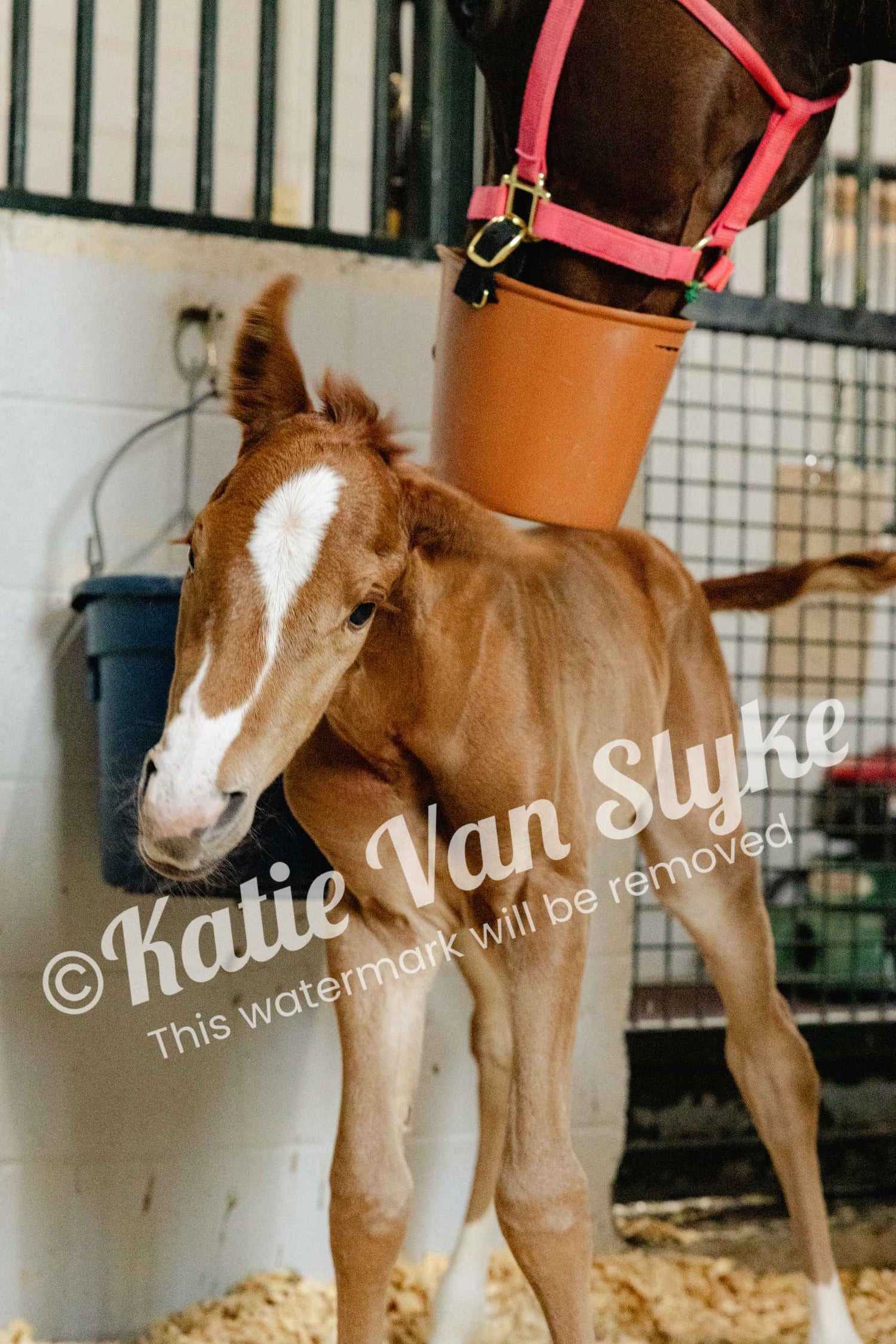 Margot Shakes Digital Download by Katie Van Slyke®