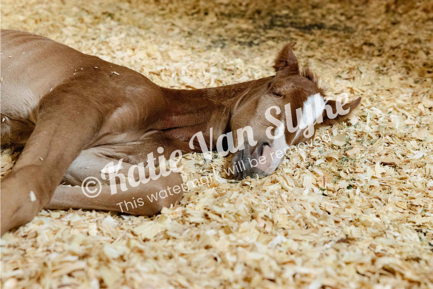 Sleepy Margot Digital Download by Katie Van Slyke®