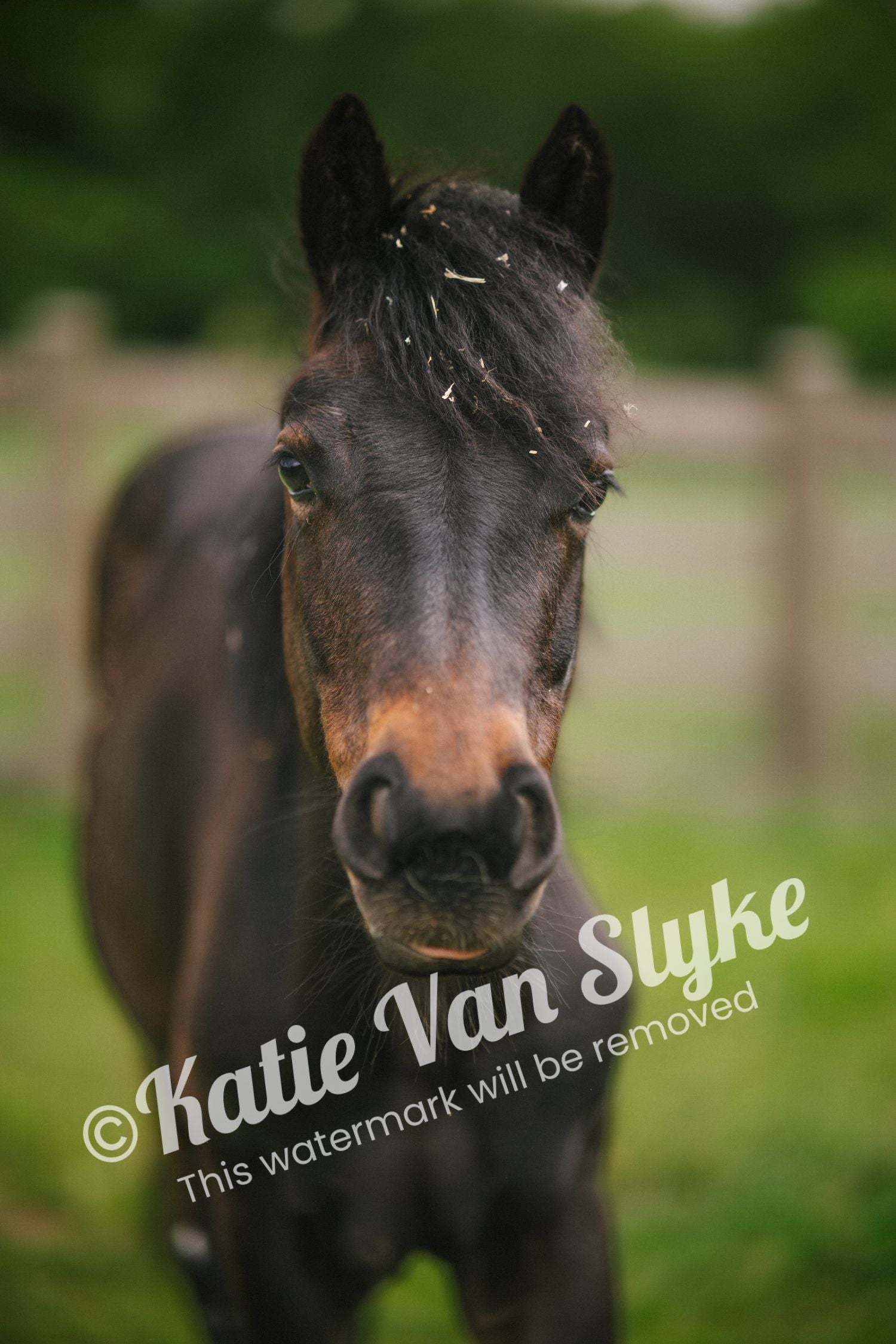 Sweet Seven Digital Download by Katie Van Slyke