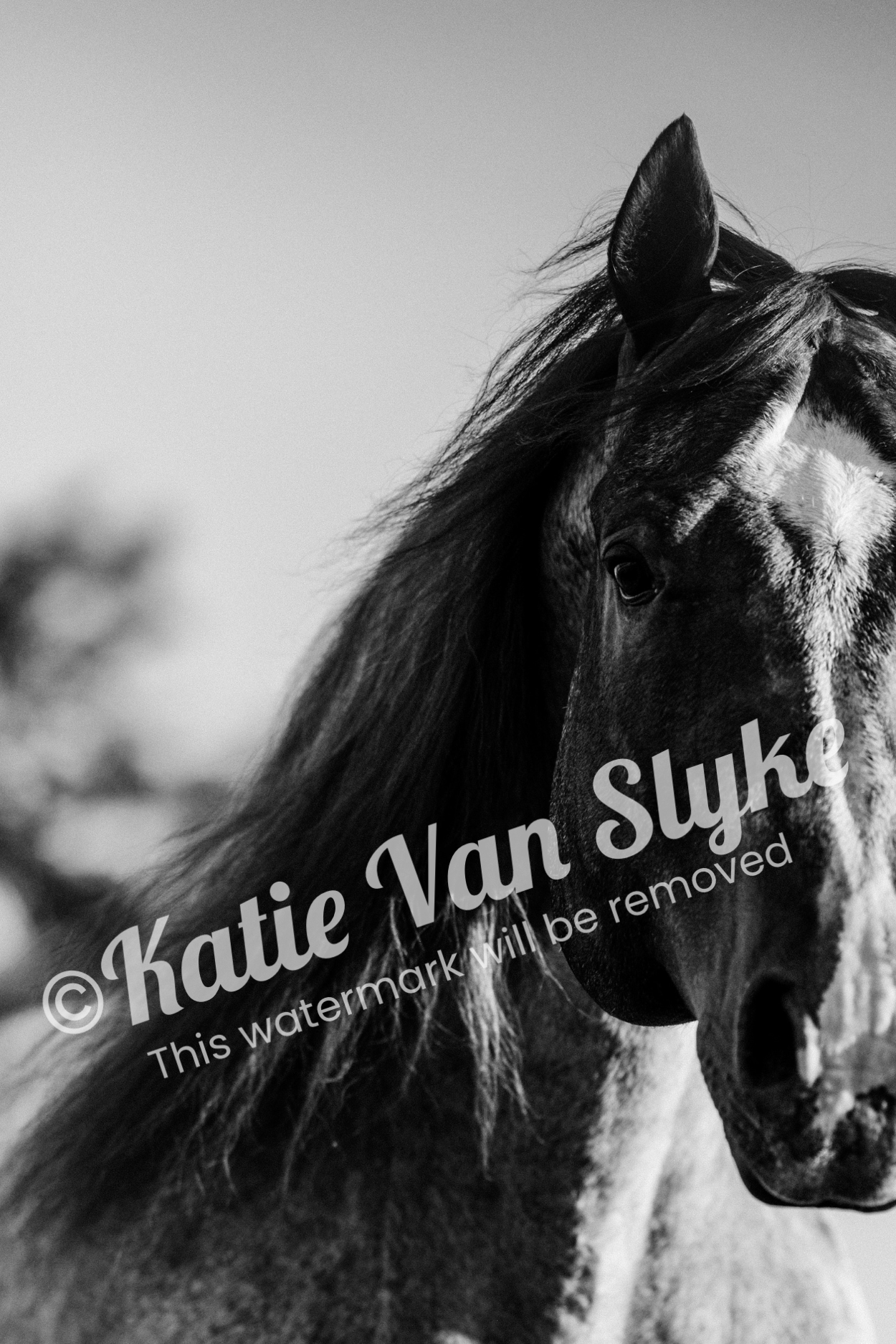 Waylon's Face Digital Download by Katie Van Slyke®