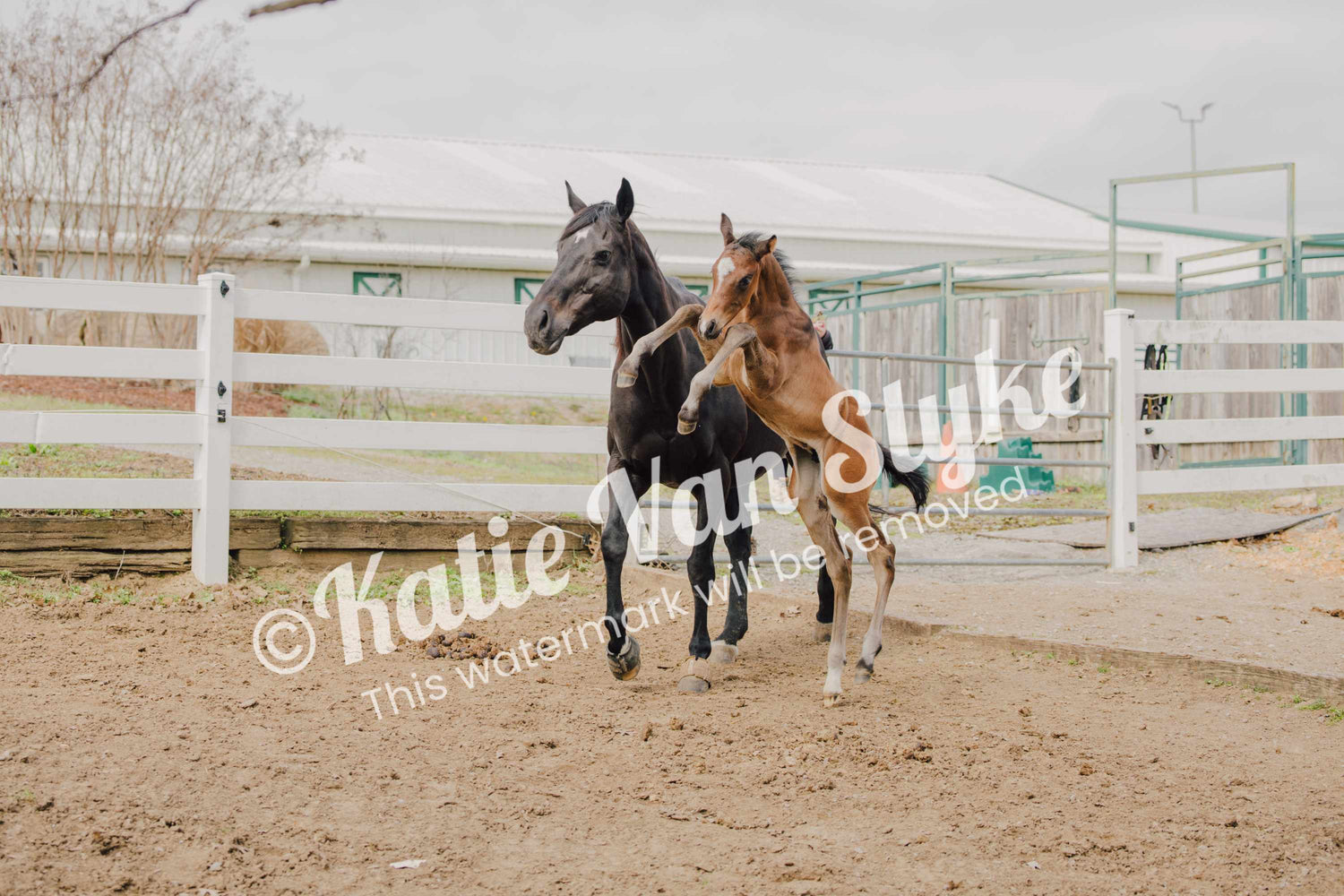 Wild Woody Digital Download by Katie Van Slyke®